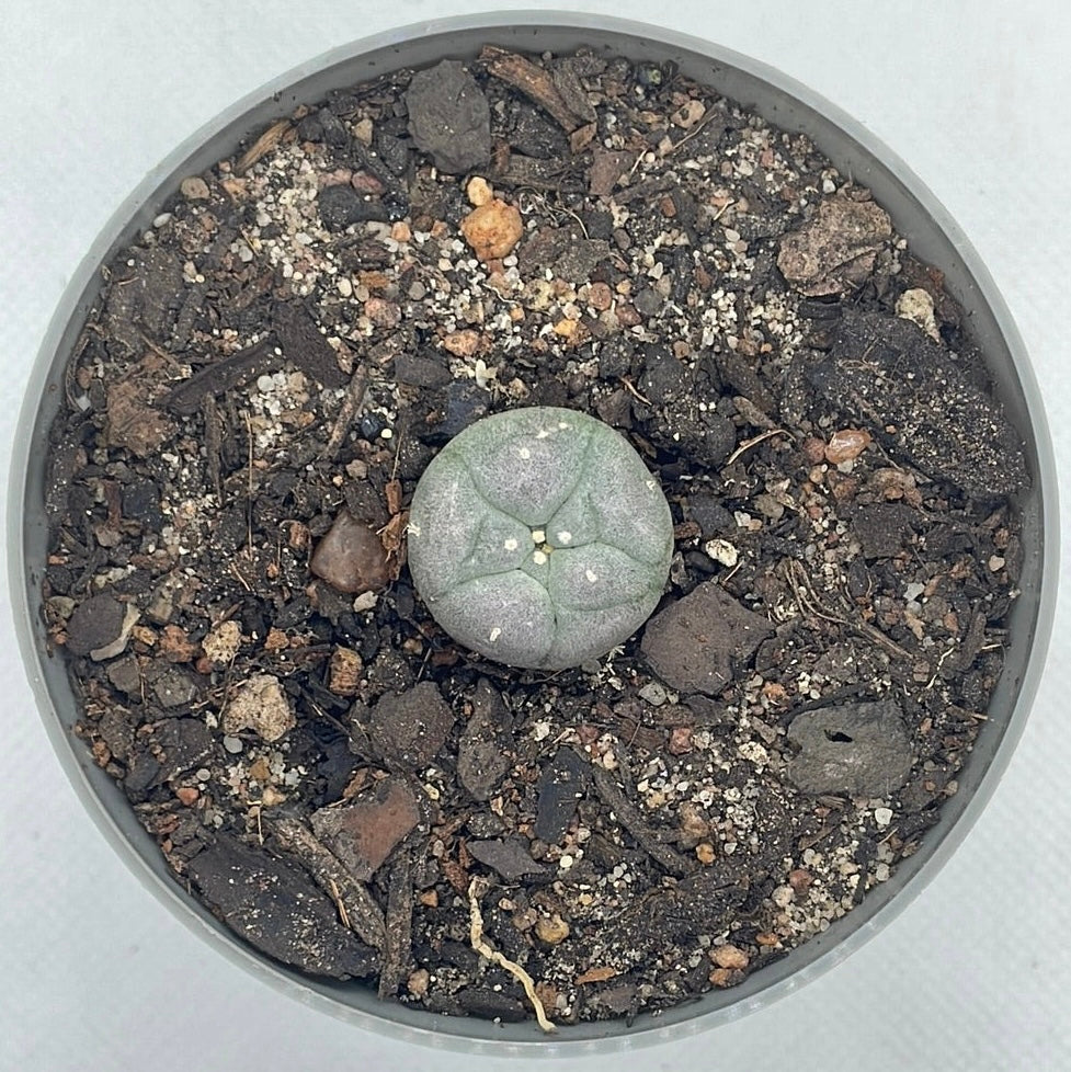 Lophophora williamsii