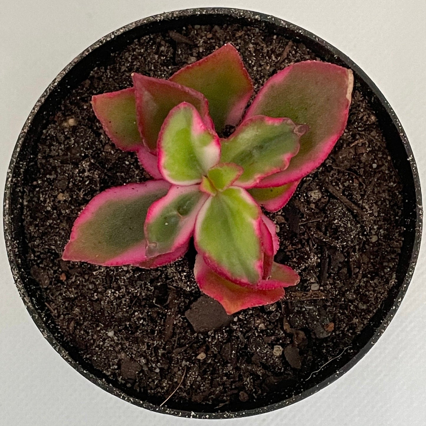 Crassula sarmentosa ‘Variegata’