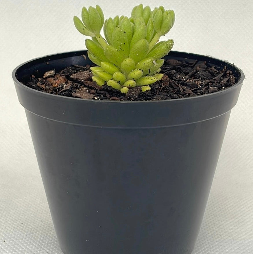 Sedum hirsutum subsp. baeticum