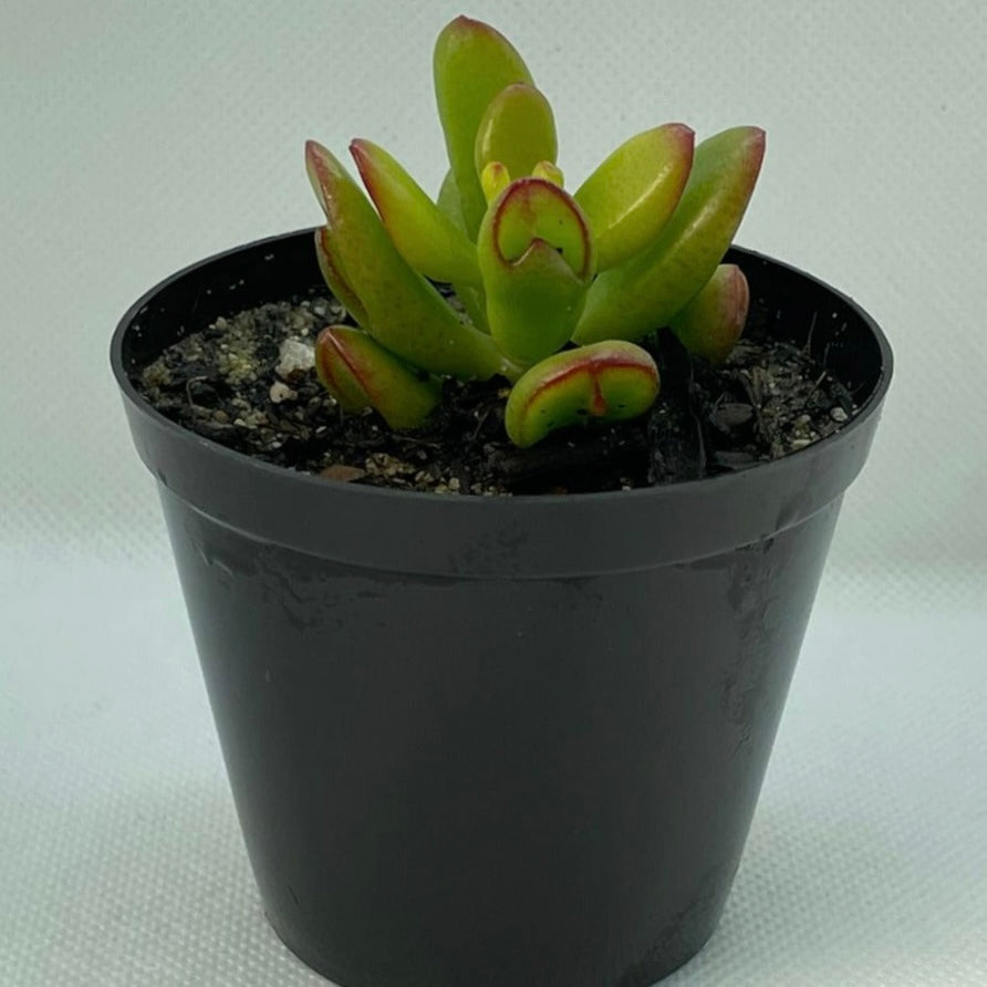 Crassula ovata ‘Hobbit’