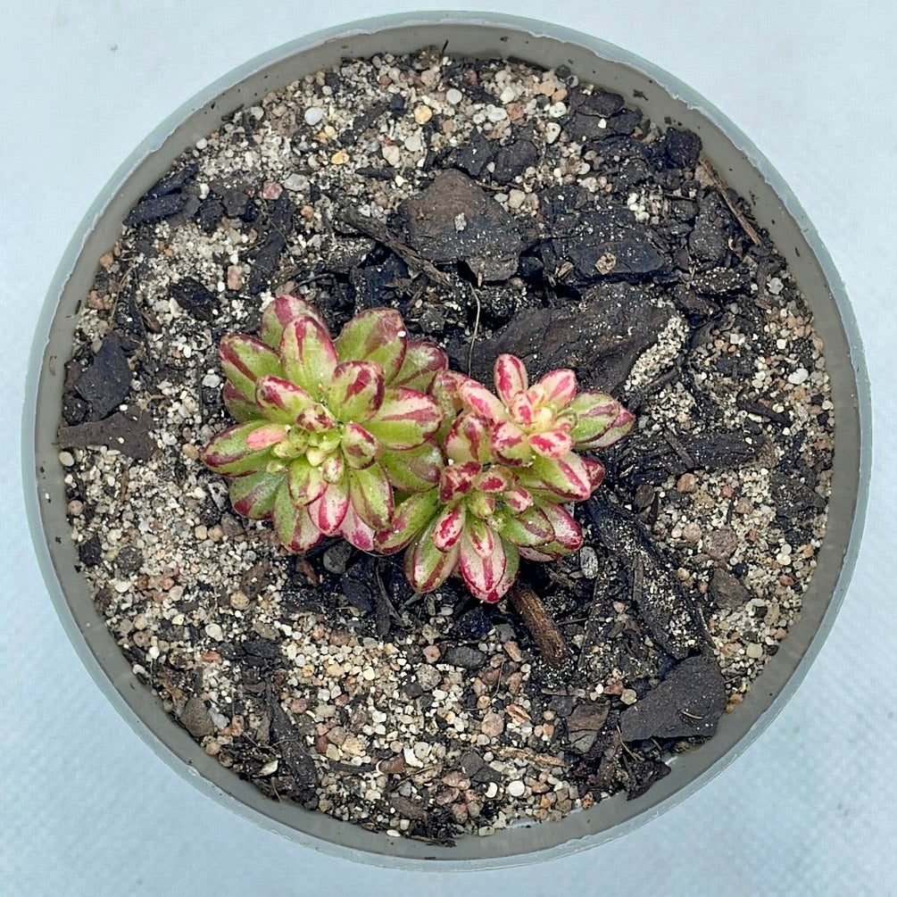 Aeonium sedifolium ‘Variegata’