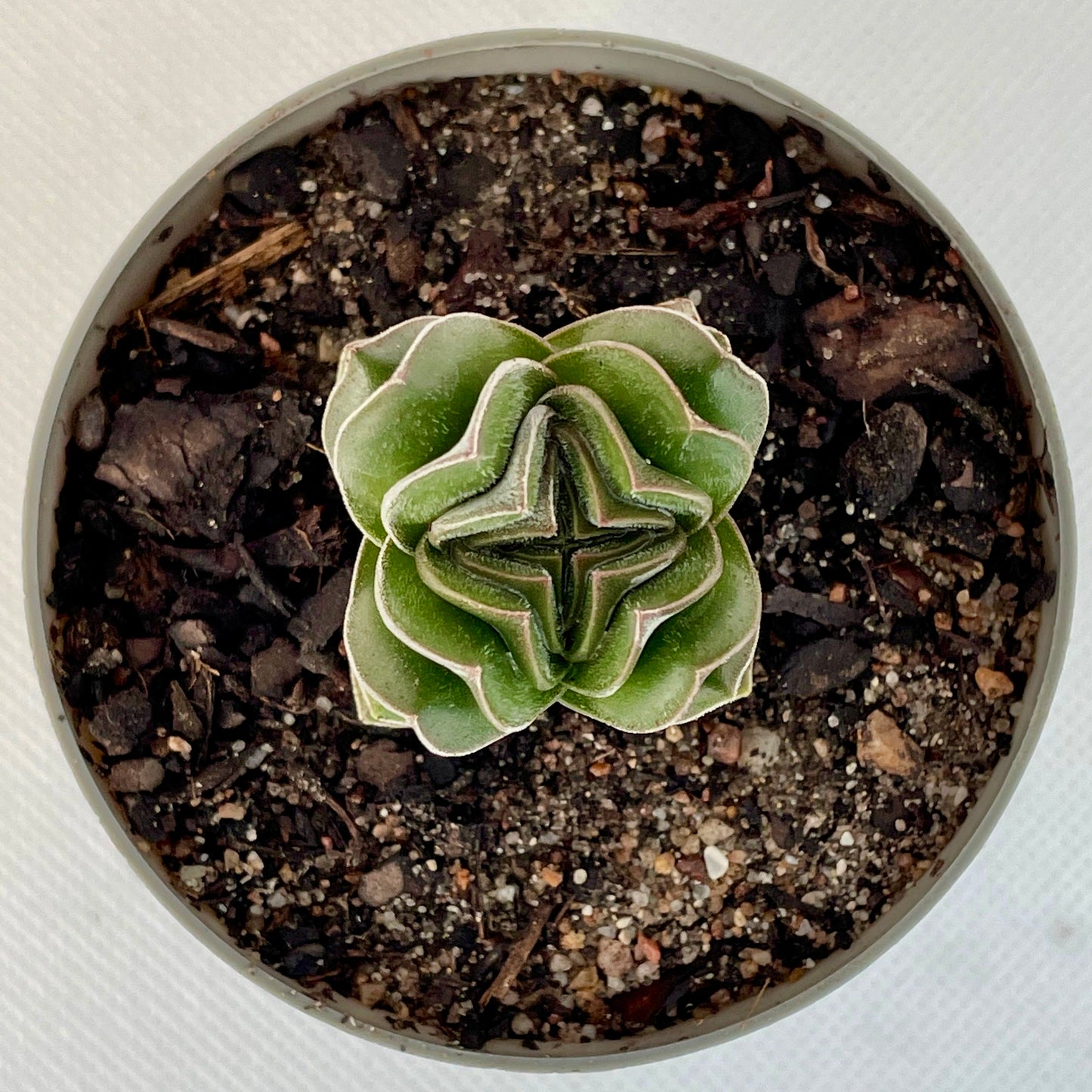 Crassula ‘Buddha’s Temple’