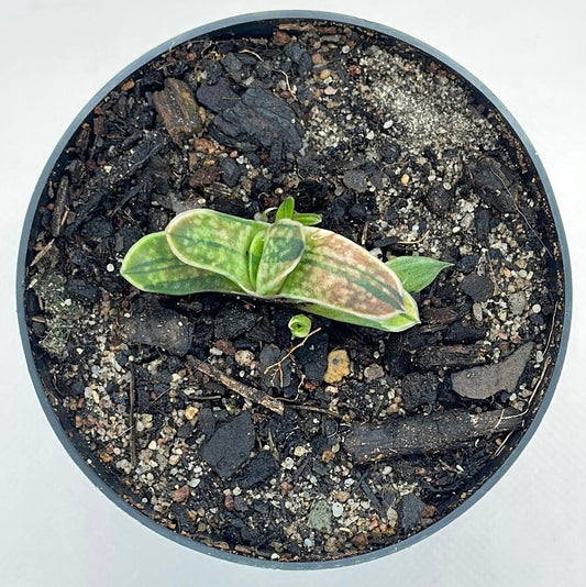 Gasteria bicolor var. liliputana ‘Variegata’