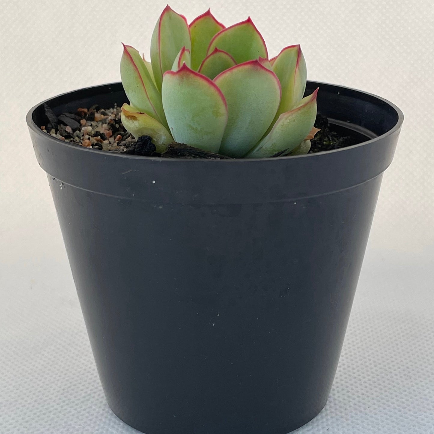 Echeveria pulidonis