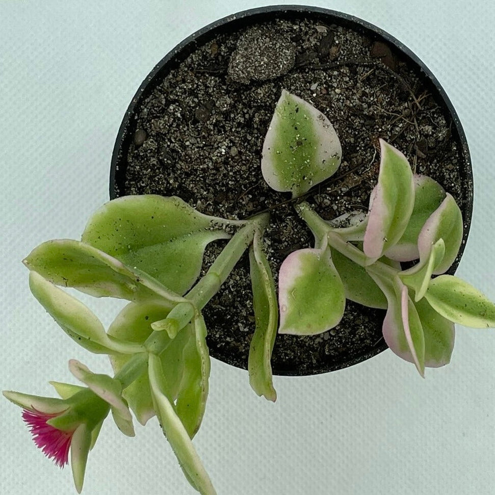 Mesembryanthemum cordifolium ‘Variegata’