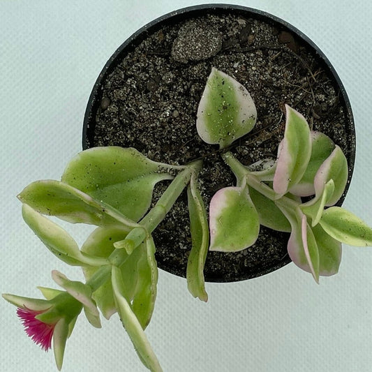 Mesembryanthemum cordifolium f. variegata
