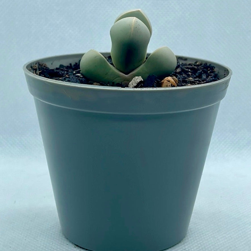 Lapidaria margaretae