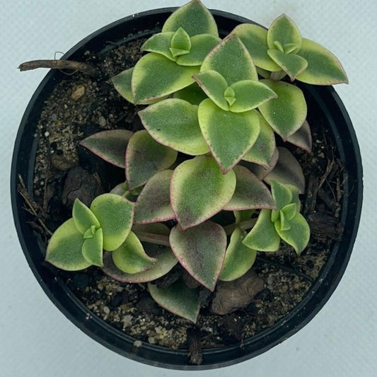 Crassula pellucida subsp. marginalis ‘Variegata’