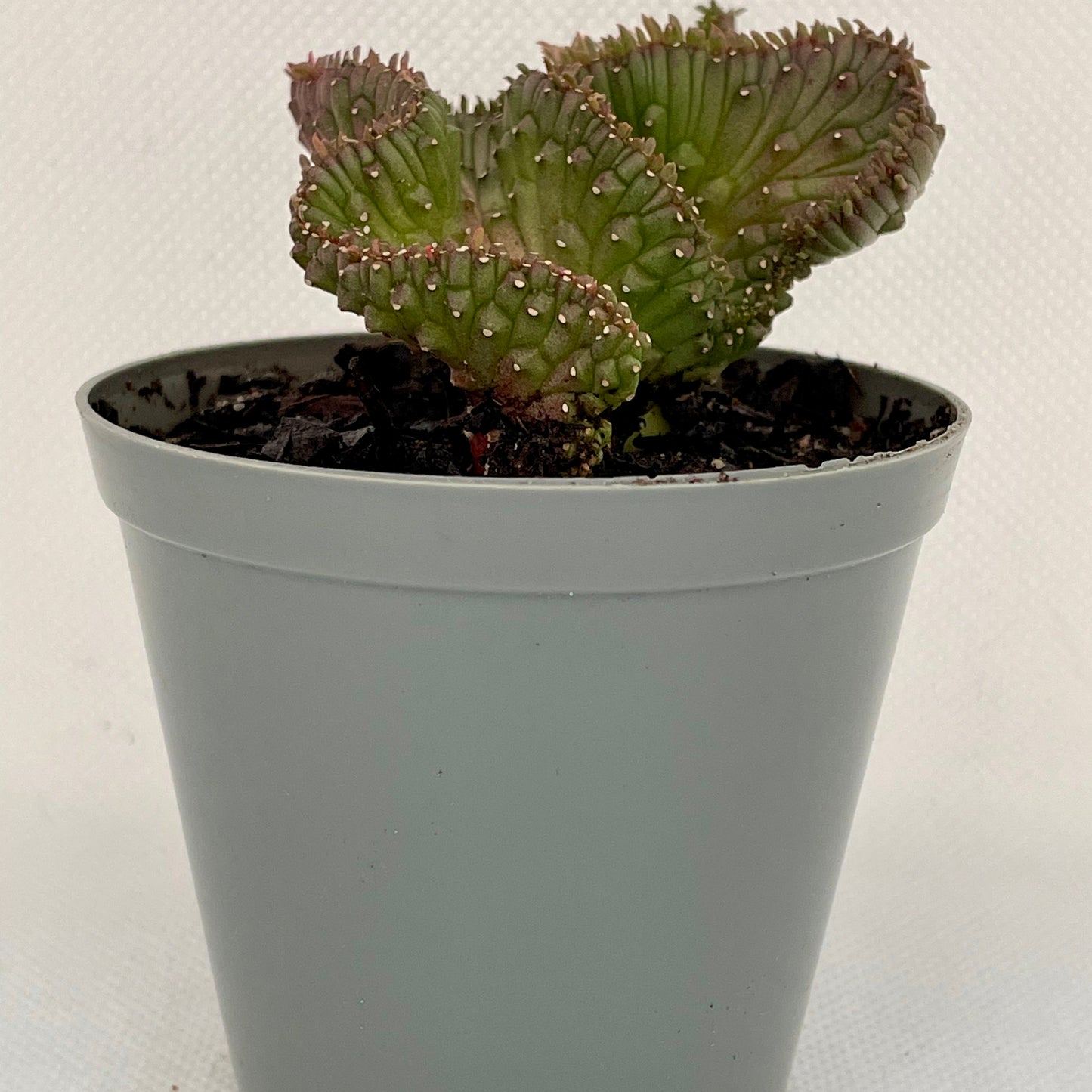 Euphorbia flanaganii ‘Cristata’