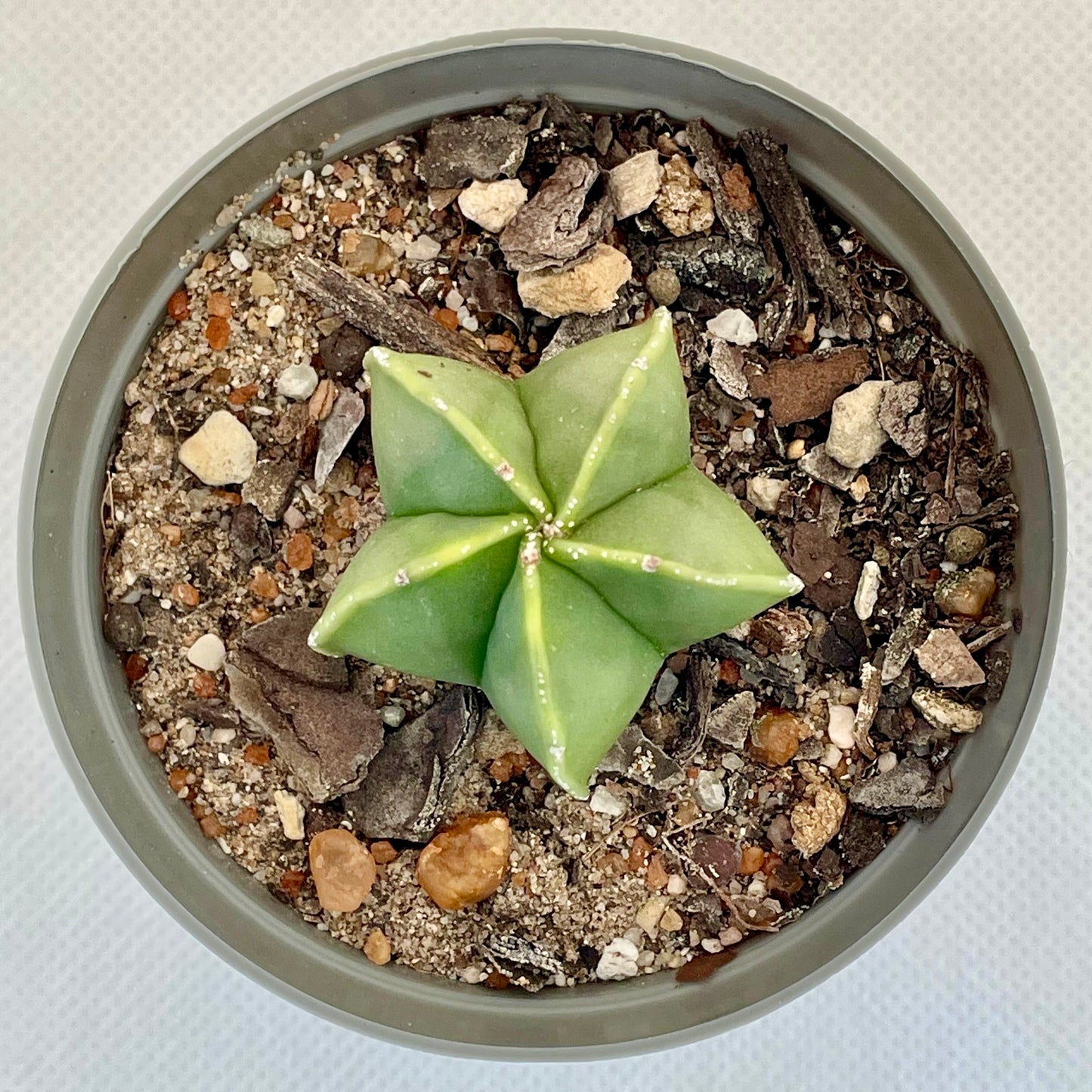 Astrophytum myriostigma var. nudum