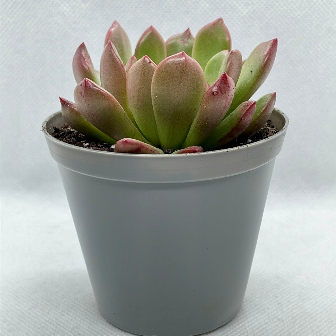 xGraptoveria ‘Bashful’