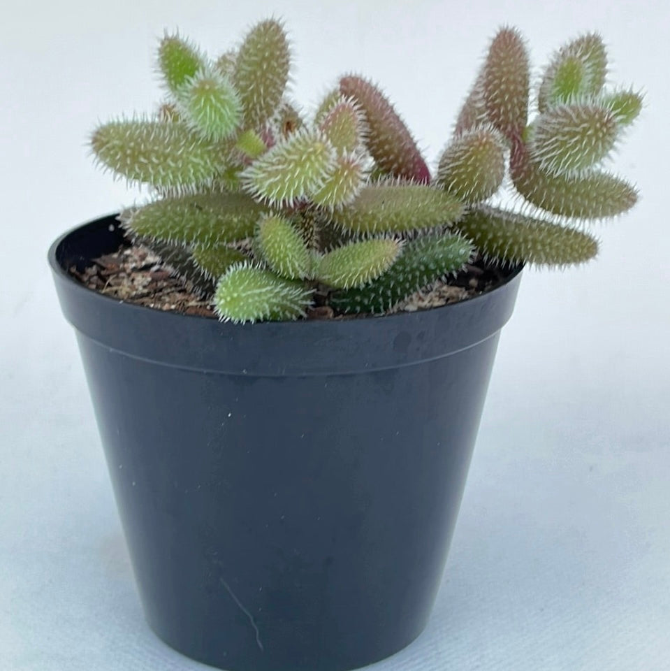 Delosperma echinatum