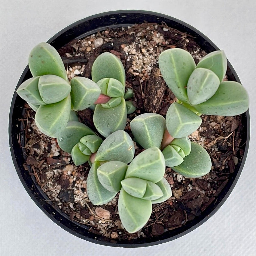 Corpuscularia lehmanii