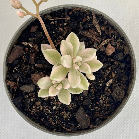 Graptopetalum ‘Mirinae’ f. variegata