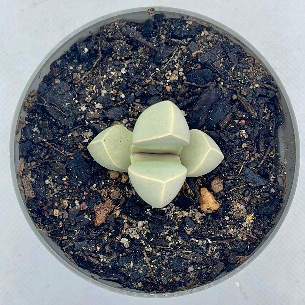 Lapidaria margaretae