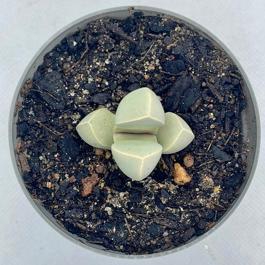 Lapidaria margaretae