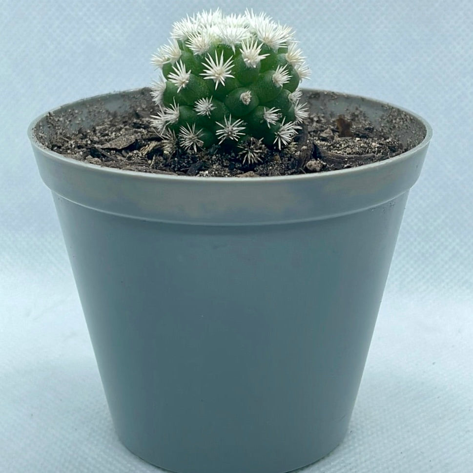 Mammillaria vetula subsp. gracilis ‘Arizona Snowcap’