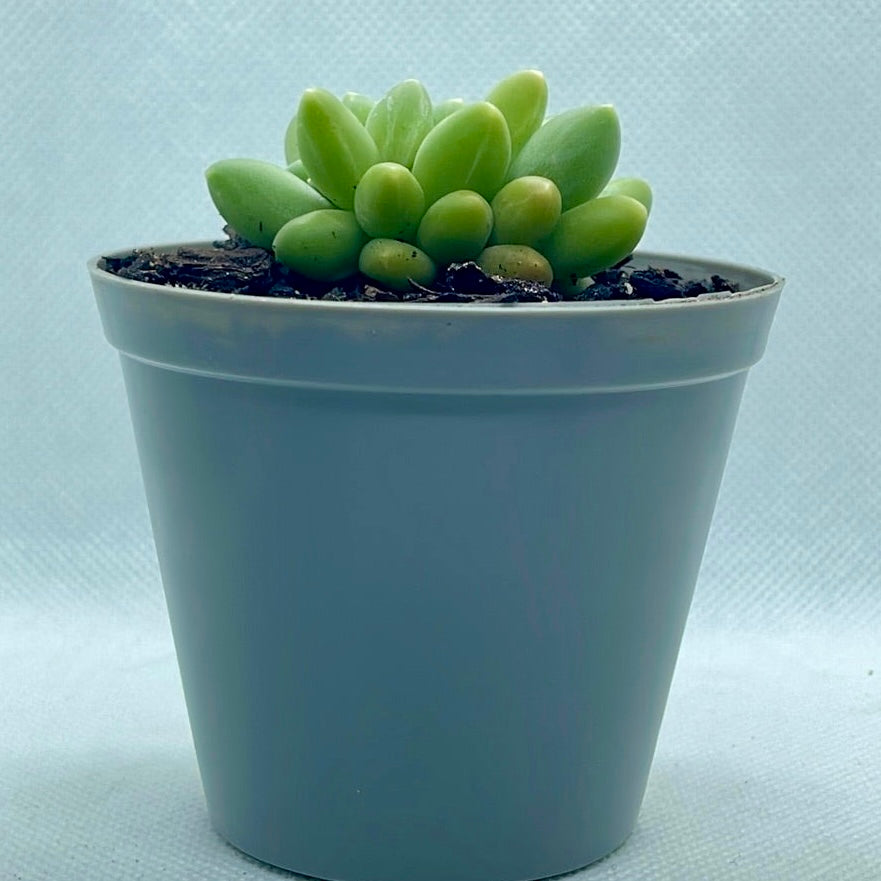 Pachyphytum compactum f. Cristata