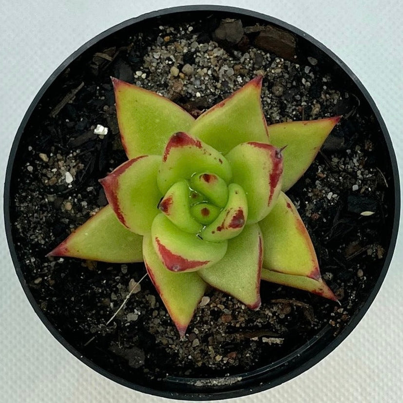 Echeveria agavoides ‘Red Edge’