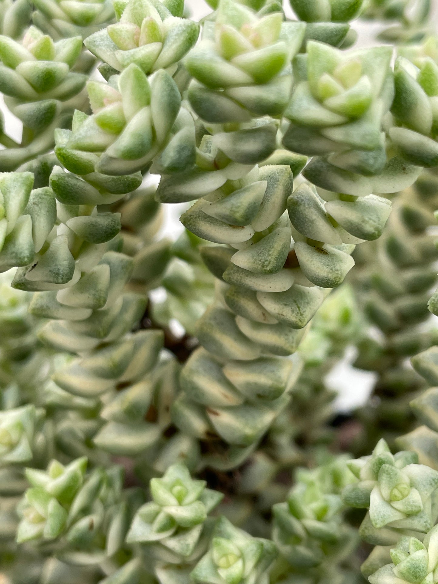 Crassula ‘Pastel’