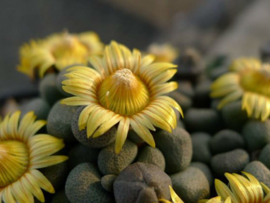 Aloinopsis Mixed Species - 50 Seeds