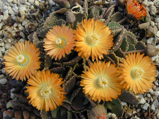 Aloinopsis Mixed Species - 50 Seeds