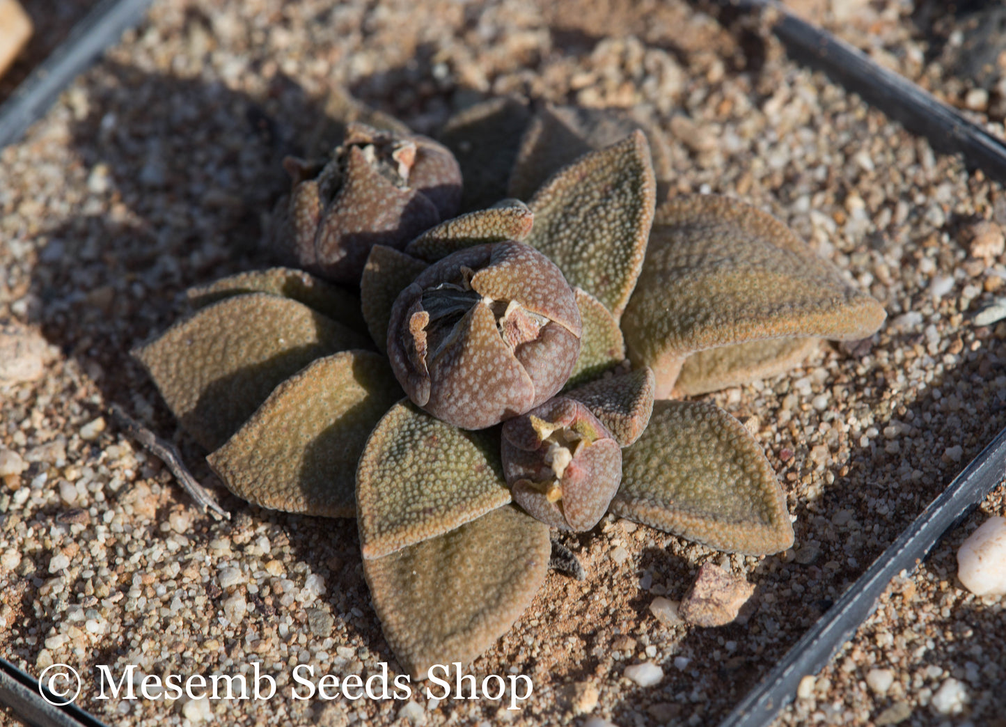 Aloinopsis rubrolineata - 50 Seeds