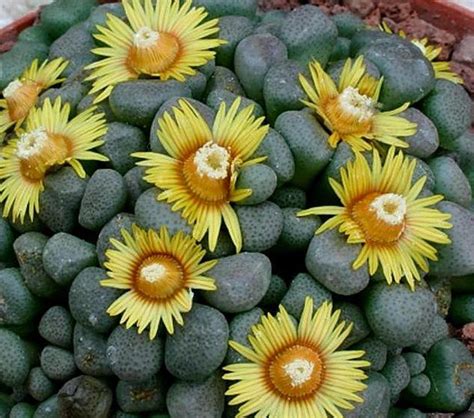 Aloinopsis Mixed Species - 50 Seeds