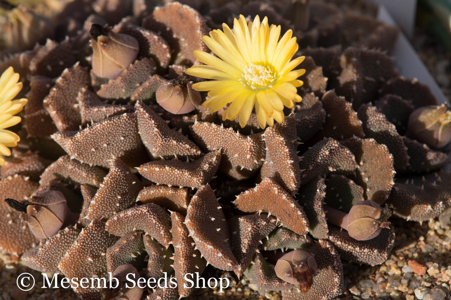 Aloinopsis Mixed Species - 50 Seeds