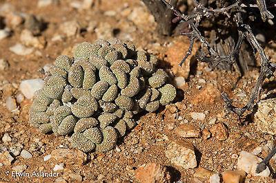 Aloinopsis villetii EA4065 (Brakfontein) - 50 Seeds