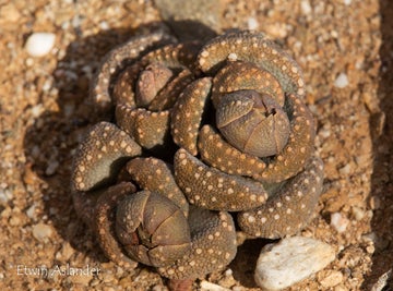 Aloinopsis luckhoffii EA282 - 50 Seeds