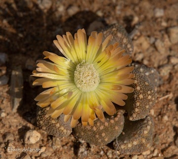 Aloinopsis luckhoffii EA282 - 50 Seeds