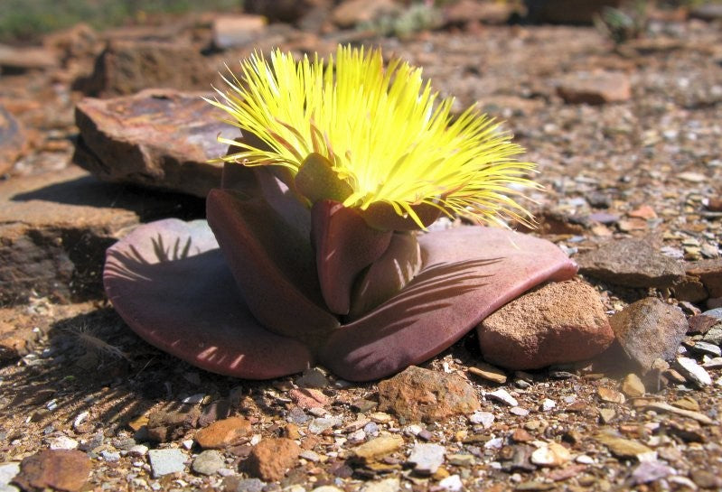 Cheiridopsis peculiaris (Steinkopf) - 50 Seeds