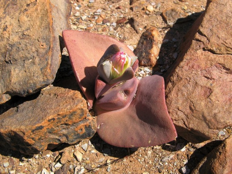 Cheiridopsis peculiaris (Steinkopf) - 50 Seeds