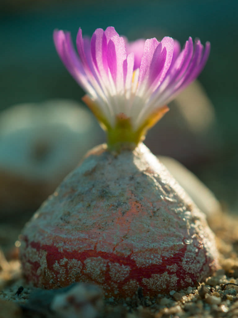 Conophytum burgeri EA009 - 50 Seeds