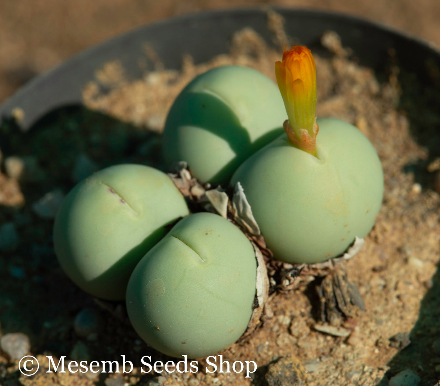 Conophytum calculus EA4075 - 50 Seeds