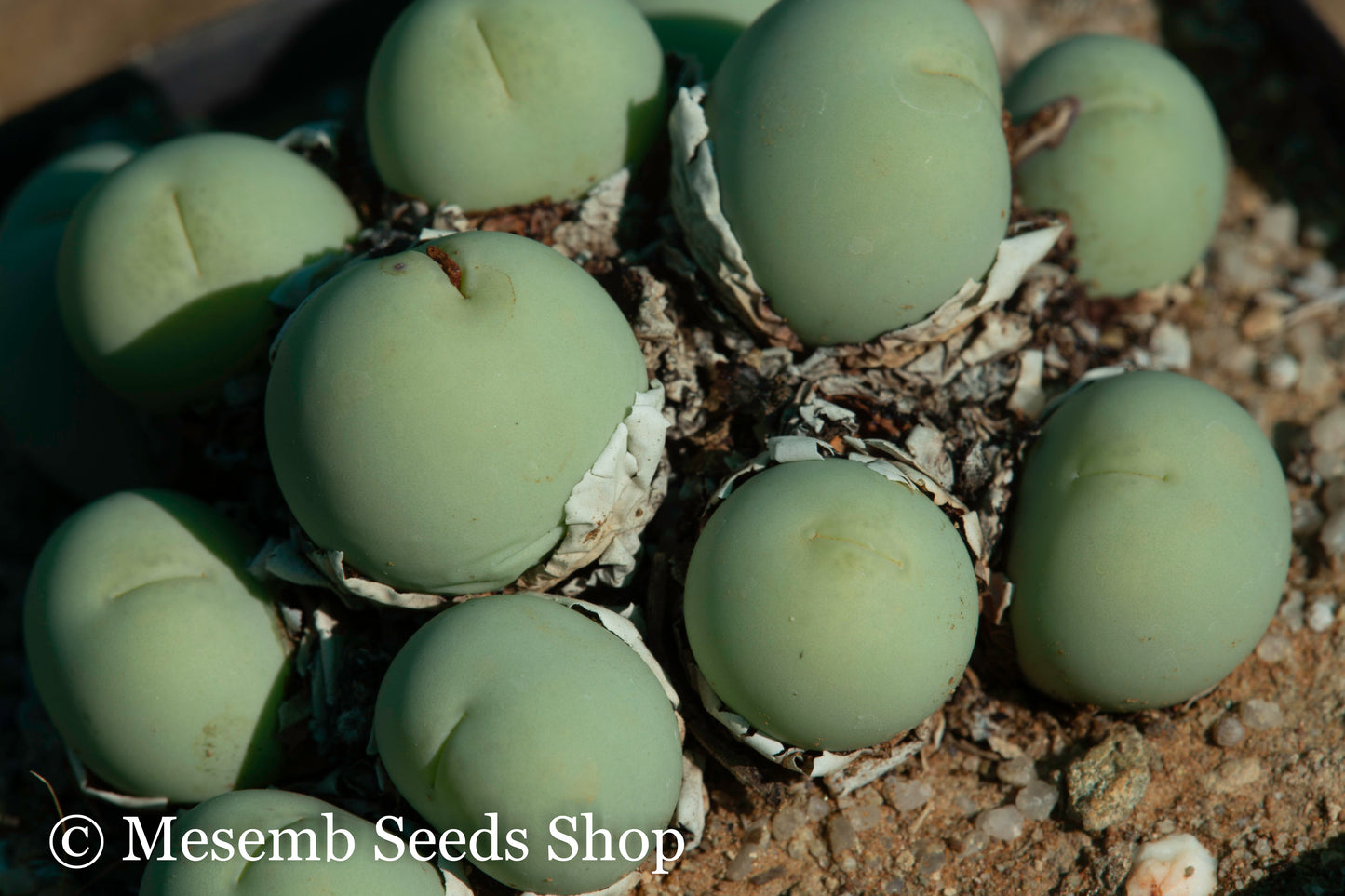 Conophytum calculus EA4075 - 50 Seeds