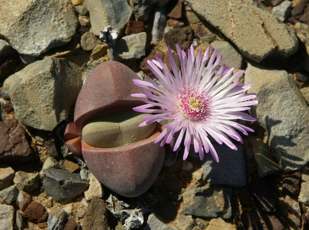 Didymaotus lapidiformis (Tankwa Karoo) - 50 Seeds