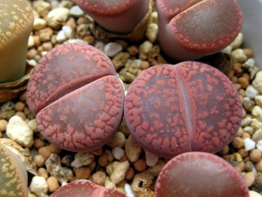 Lithops aucampiae 'Rudesheim Ruby' - 50 Seeds