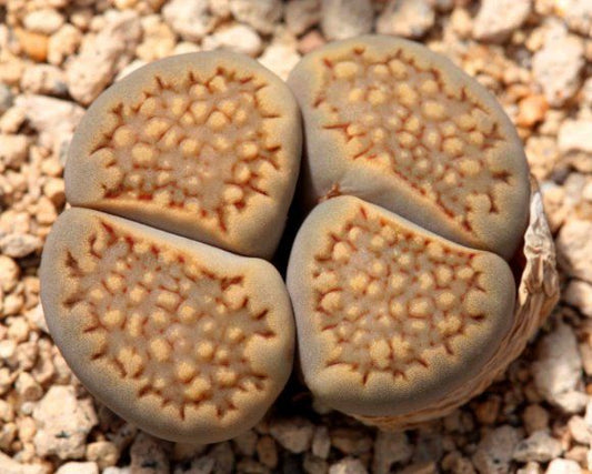 Lithops halii C.375 - 50 Seeds