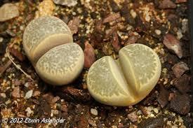 Lithops hermetica C.397 - 50 Seeds