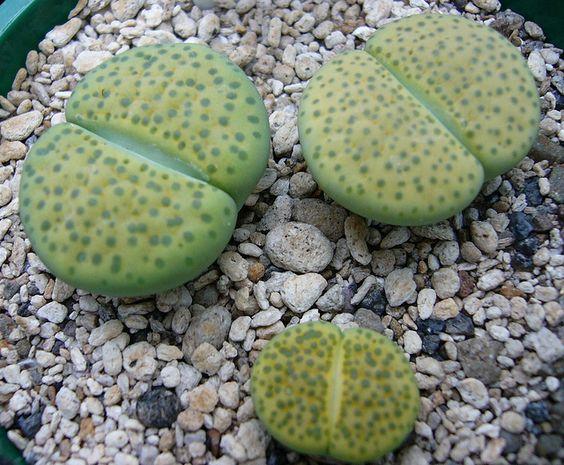 Lithops fulviceps var. aurea C.363 - 50 Seeds