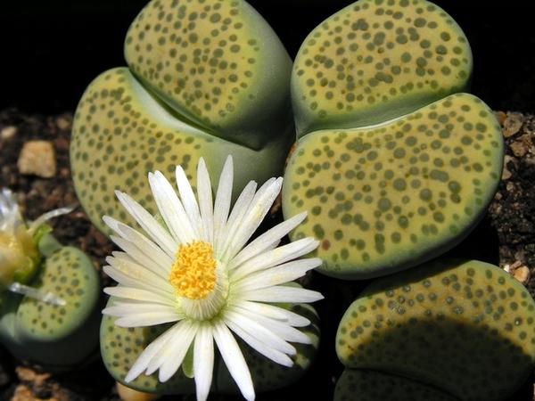 Lithops fulviceps var. aurea C.363 - 50 Seeds