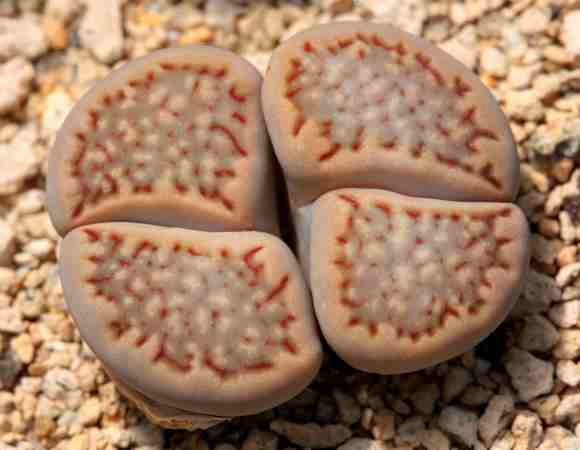 Lithops halii C.375 - 50 Seeds