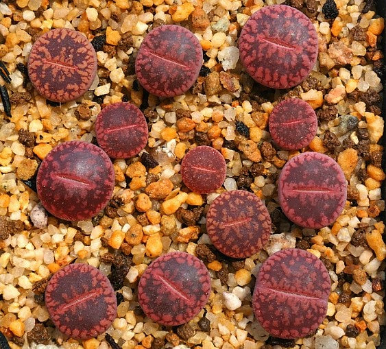 Lithops aucampiae Mixed Species - 50 Seeds