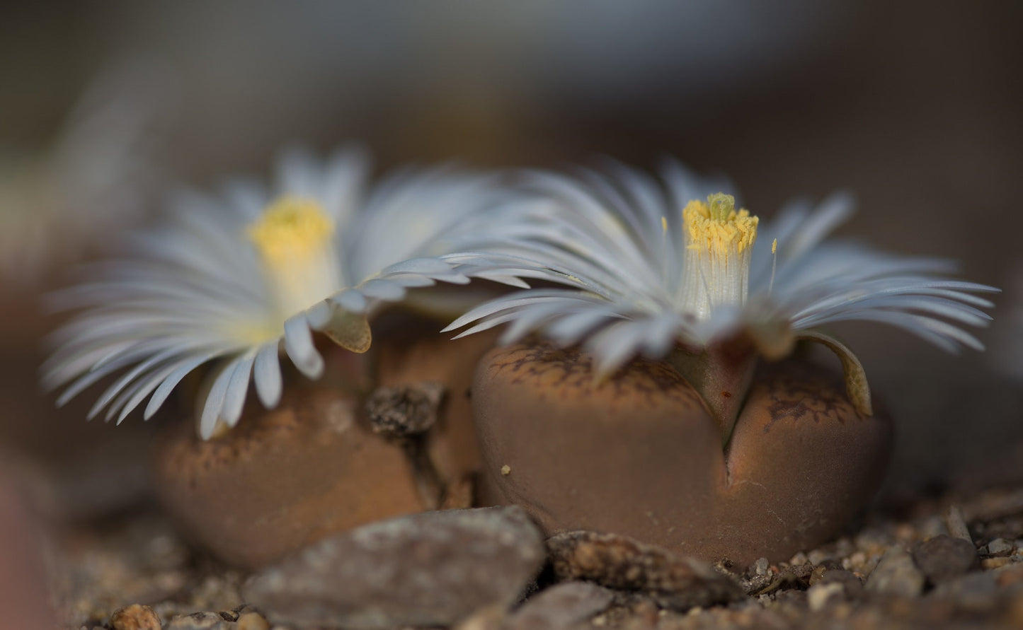 Lithops aucampiae Mixed Species - 50 Seeds