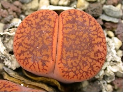 Lithops Mixed Species - 50 Seeds