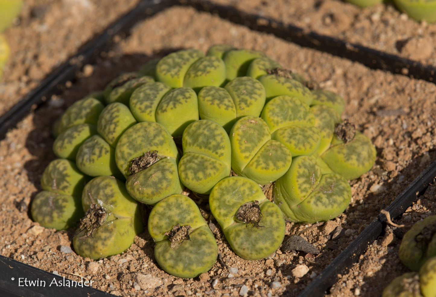 Lithops Mixed Species - 50 Seeds