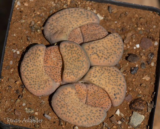 Lithops fulviceps C.391 - 50 Seeds