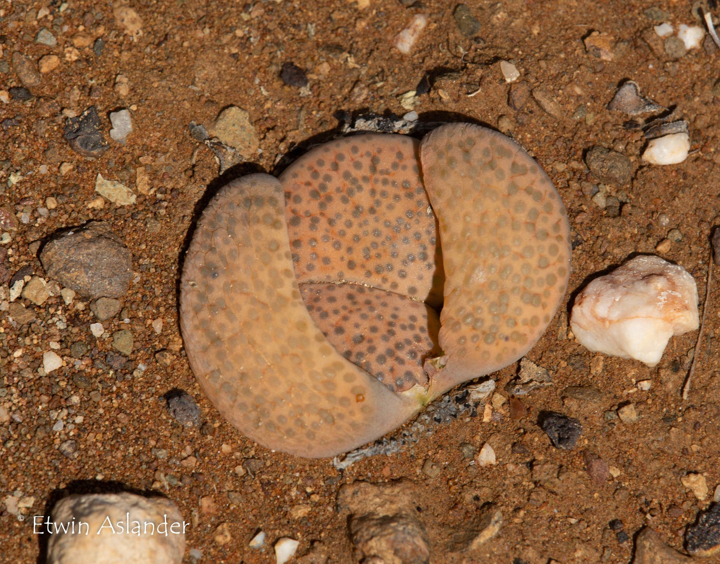 Lithops fulviceps C.391 - 50 Seeds